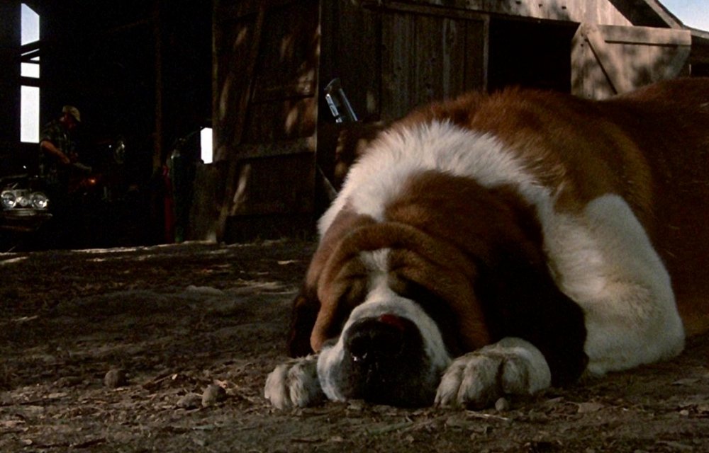 10 great dog films | BFI