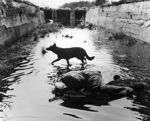 stalker-1979-002-00m-ln4-dog-running-through-water_0.jpg